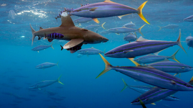 Bermeo  Tuna  World  Capitalek,  proiektu  batengatik  saritu  du  OMEGABYTE  taldea:  Sharksafe