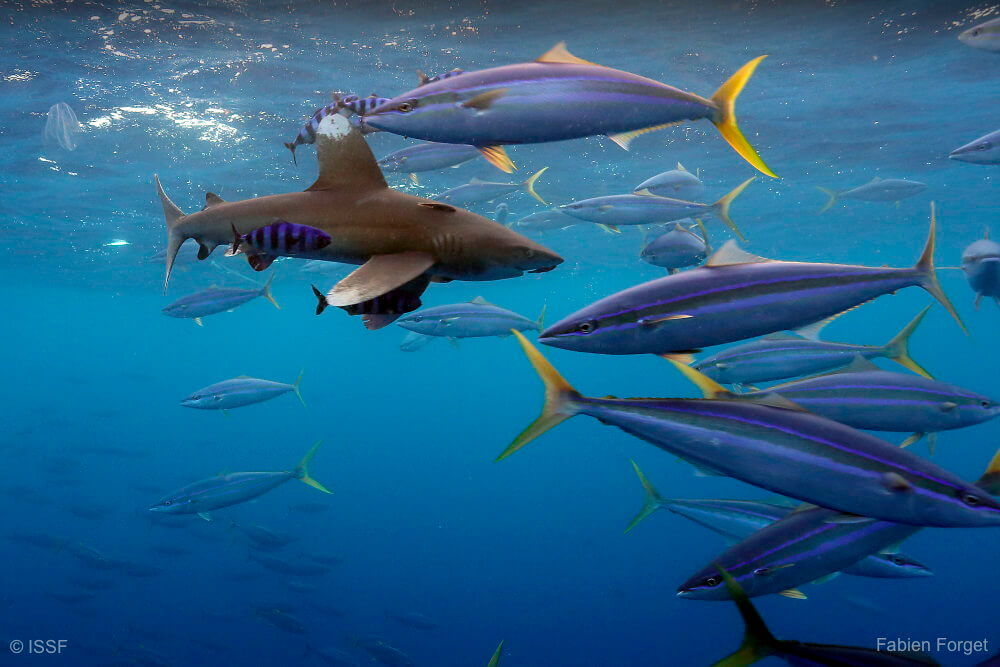 Bermeo Tuna world