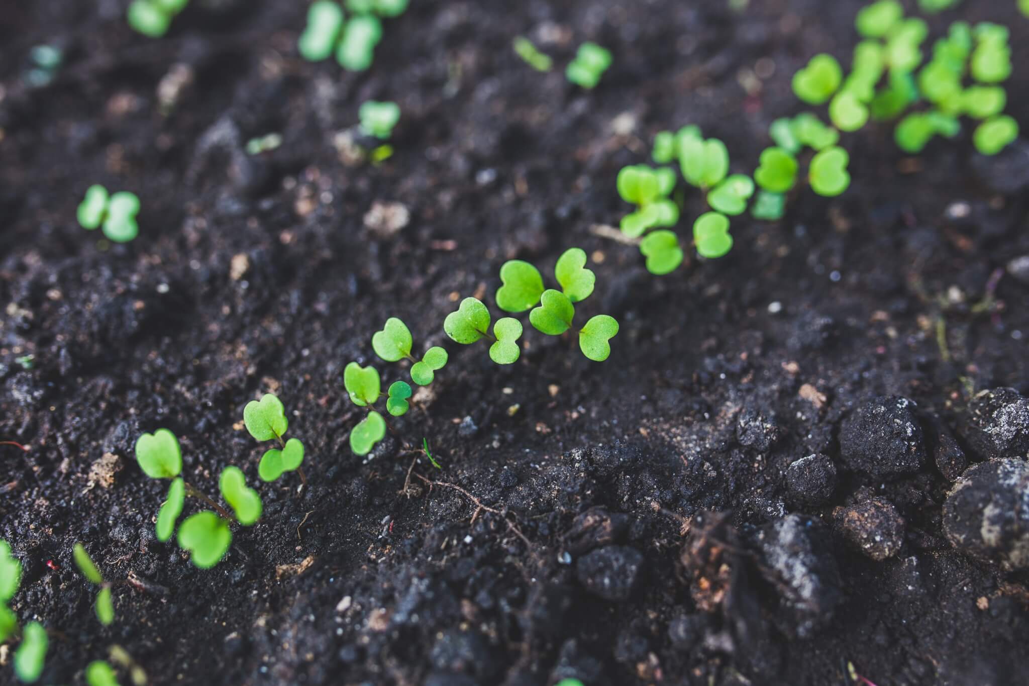 Plantas que descontaminan el suelo, Neiker