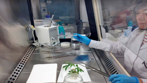 Biotecnología vasca para el uso farmacéutico del Cannabis
