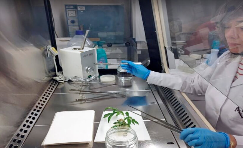 Aleovitro Biotecnología Bizkaia Euskadi Cannabis