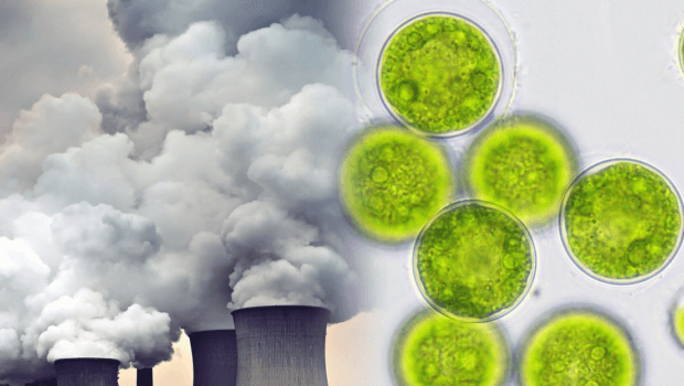 BAEA crea un ‘ecosistema biotecnológico’ para el cultivo de microalgas