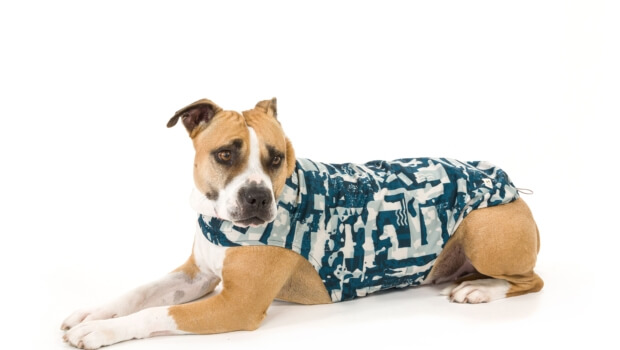 Gobak, un innovador concepto de moda canina sostenible con base en Vitoria-Gasteiz