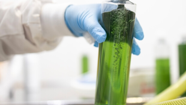 Algologie International apuesta por las algas marinas para elaborar cosmética natural