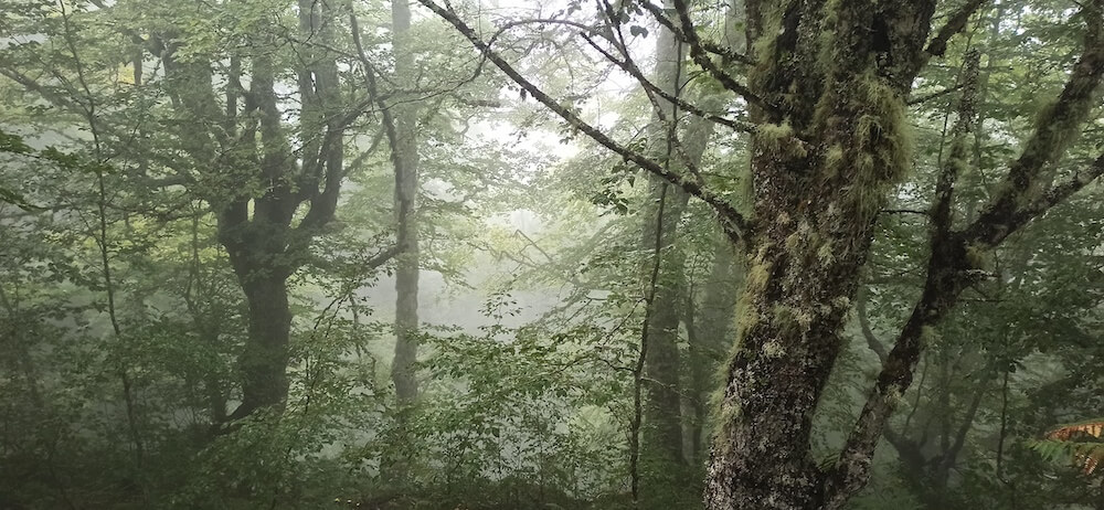 TEKURA Lide Rodríguez